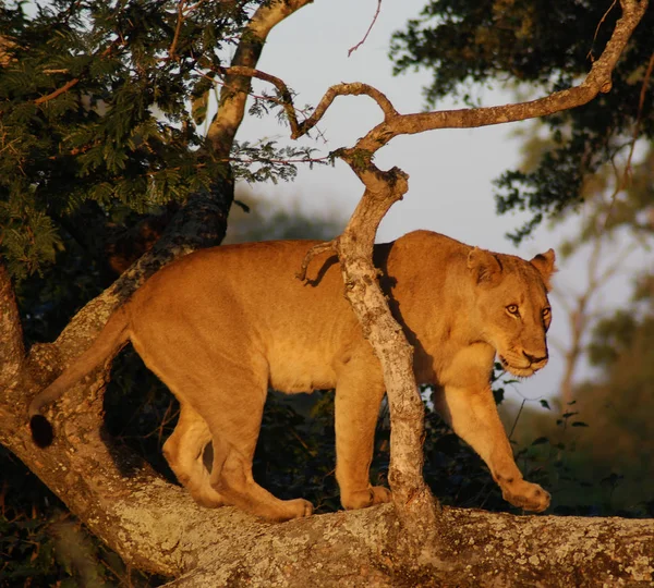 크루거 남아프리카 공화국 사자는 판테라 Panthera 고양이 하나이며 고양이 Felidae — 스톡 사진