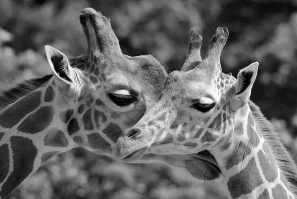 Giraffe Giraffa Camelopardalis African Even Toed Ungulate Mammal Tallest All — Stock Photo, Image
