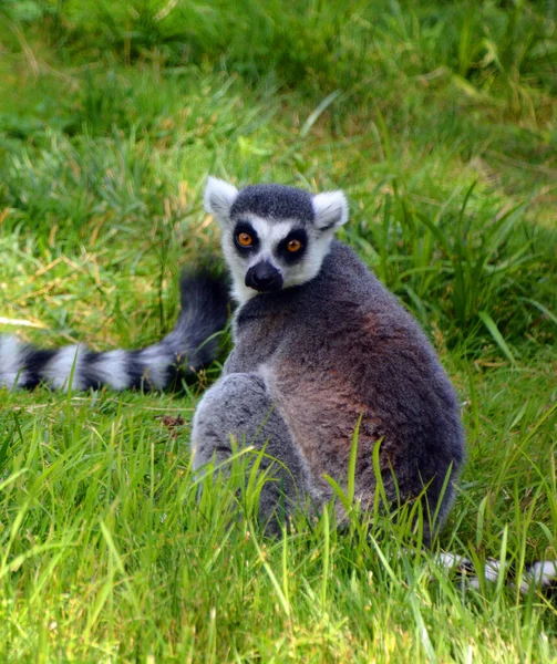 Halka Kuyruklu Lemur Lemur Catta Uzun Siyah Beyaz Halkalı Kuyruğundan — Stok fotoğraf