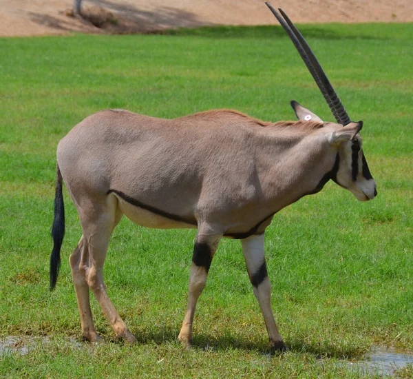 Den Östafrikanska Oryxen Oryx Beisa Även Känd Som Beisa Antilop — Stockfoto