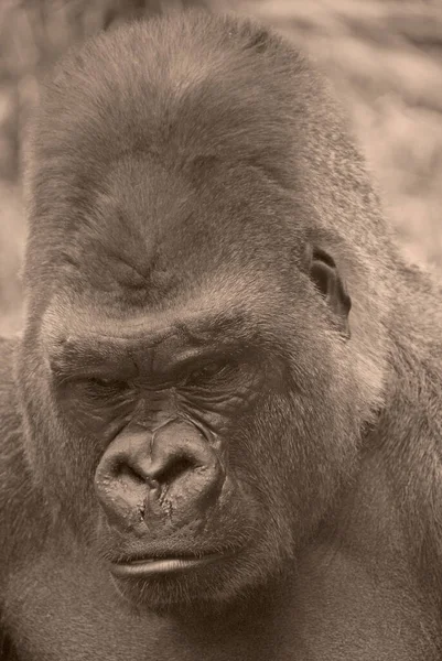 Csimpánzok Vagy Csimpánzok Pan Nemzetségbe Tartozó Nagy Majmok Fajai Amelyek — Stock Fotó