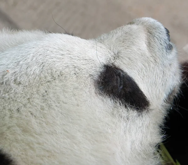 Óriás Panda Ailuropoda Melanoleuca Szó Szerint Fekete Fehér Macska Láb — Stock Fotó