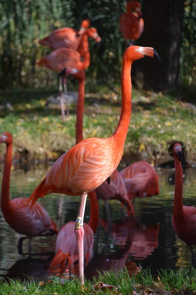 Flamingos Género Ave Família Phoenicopteridae Existem Quatro Espécies Flamingo Nas — Fotografia de Stock