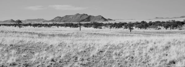 Blur Reserva Natural Del Sur África Mujer Planta Persa —  Fotos de Stock