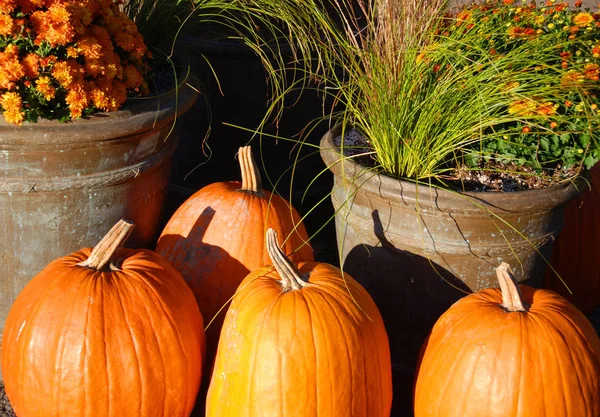 Big Pumpkins Green Garden — Stock Photo, Image