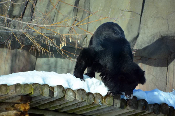 Urso Preto Asiático Ursus Thibetanus Selenarctos Thibetanus Também Lua Urso — Fotografia de Stock