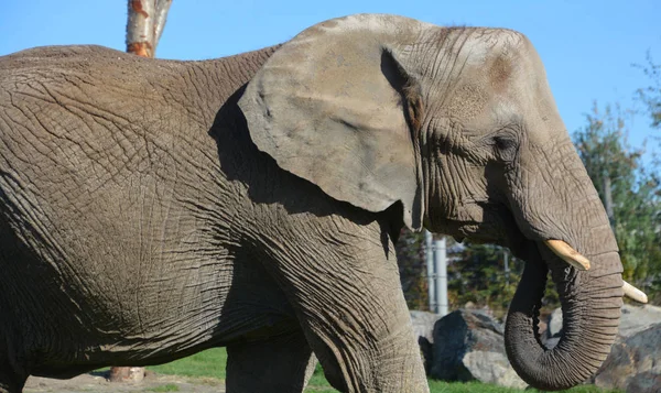 Los Elefantes Son Grandes Mamíferos Familia Elephantidae Del Orden Proboscidea — Foto de Stock