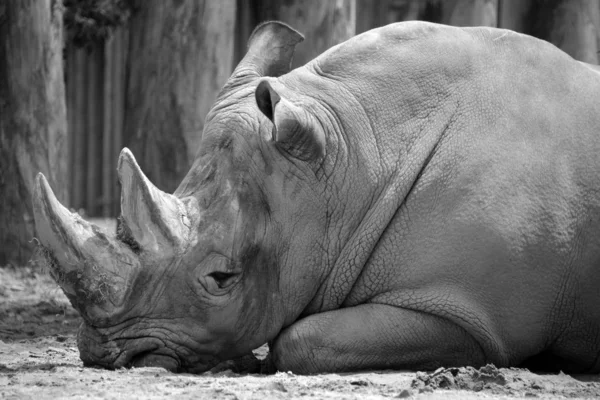 Rhinocéros Blanc Rhinocéros Lèvres Carrées Est Grande Espèce Existante Rhinocéros — Photo