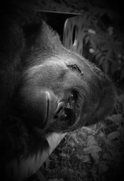 Silberrücken Gorillas Sind Bodenbewohnende Überwiegend Pflanzenfressende Affen Die Die Wälder — Stockfoto