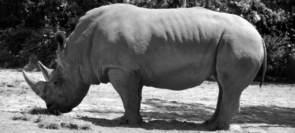 Rinoceronte Branco Rinoceronte Quadrado Maior Espécie Rinoceronte Existente Tem Uma — Fotografia de Stock
