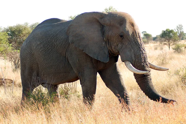 Парк Крюгера Юар Африканские Слоны Слоны Рода Loxodonta Состоящие Двух — стоковое фото