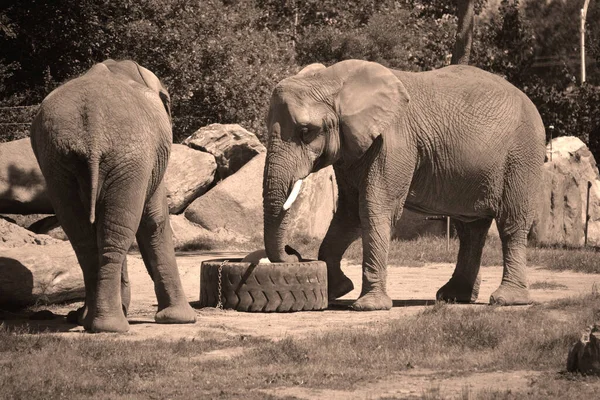 Elefantes Africanos São Elefantes Gênero Loxodonta Gênero Composto Por Duas — Fotografia de Stock