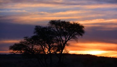 Büyük ağaç siluetiyle güzel bir günbatımı gökyüzü.