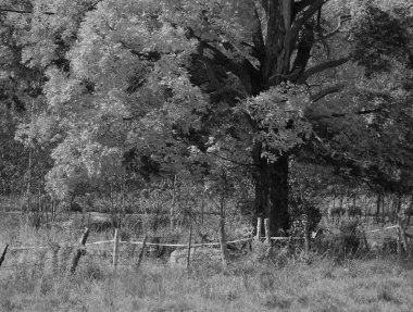 Kanada 'nın Quebec eyaletinde sonbahar manzarası