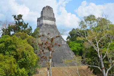 TIKAL, GUATEMALA MAYIS 03 2016: Guatemala Tikal Ulusal Parkı 'ndaki Kolomb öncesi Maya uygarlığının arkeolojik alanı 1979' dan beri UNESCO Dünya Mirası Alanı 'dır.