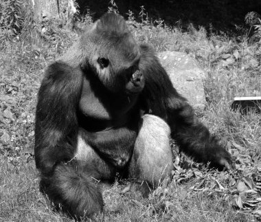 Gümüş sırtlı goriller, Orta Afrika ormanlarında yaşayan çoğunlukla otobur maymunlardır. Gorillerin DNA 'sı insanlarınkine çok benzer,% 9599 oranında.