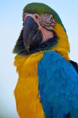 Mavi ve Sarı Macaw (ayrıca 