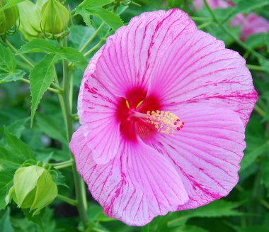 Rengarenk çiçeklerle çiçeklere yakın. 