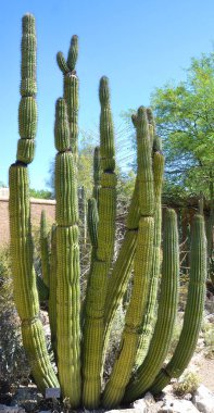 Echinocactus, kaktüsgiller (Cactoideae) familyasından bir kaktüs türü. Genel adı 
