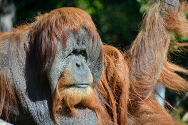 Orangutan, orangutang, orangutang veya orangutang), Asya kökenli iki büyük maymun türüdür. Borneo ve Sumatra yağmur ormanlarında Endonezya ve Malezya 'ya özgü.