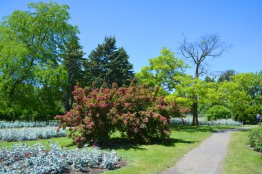Quebec, Kanada 'da ilkbahar zamanı güzel ağaçlar