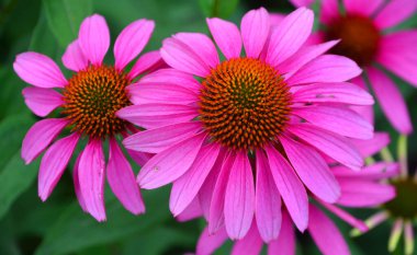 Echinacea, papatya familyasından bir bitki cinsidir. Echinacea cinsi genellikle mor koni çiçekleri olarak adlandırılan dokuz türe sahiptir..