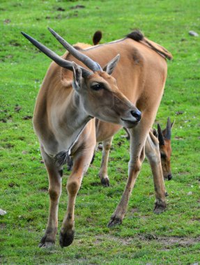 Güney antilobu olarak da bilinen antilop, Doğu ve Güney Afrika 'da bulunan bir bozkır ve antiloptur. Bovidae familyasından Taurotragus familyasından bir kuş türü.