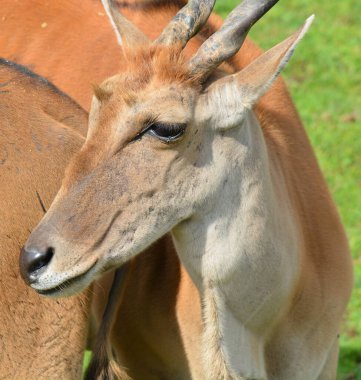 Güney antilobu olarak da bilinen antilop, Doğu ve Güney Afrika 'da bulunan bir bozkır ve antiloptur. Bovidae familyasından Taurotragus familyasından bir kuş türü.
