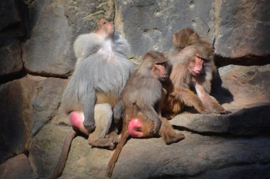 Hayvanat bahçesindeki vahşi maymun ailesi