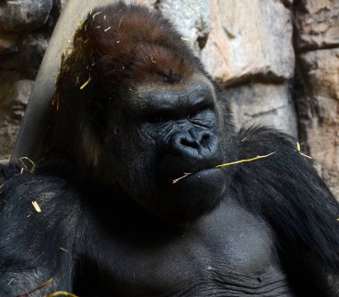 Goriller, Orta Afrika ormanlarında yaşayan, çoğunlukla otobur maymunlardır. Gorillerin DNA 'sı insanlarınkine çok benzer,% 9599 oranında.