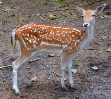 Fallow deer (Dama dama), Cervidae familyasından bir memeli türü. Bu yaygın tür Batı Avrasya 'ya özgüdür.,