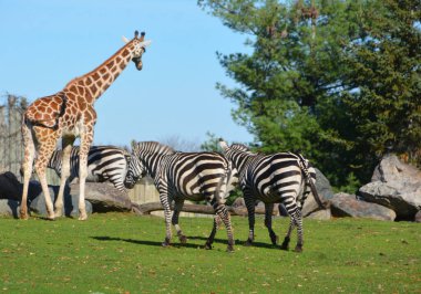 Zürafa (Giraffa camelopardalis), Afrika kökenli çift ayaklı tek ayaklı bir memeli türüdür.)