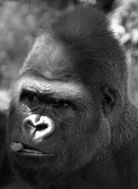 Gümüş sırtlı goriller, Orta Afrika ormanlarında yaşayan çoğunlukla otobur maymunlardır. Gorillerin DNA 'sı insanlarınkine çok benzer,% 9599 oranında.