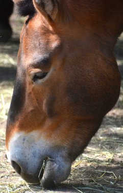 Przewalski 'nin Atı ya da Dzungarian Atı, Orta Asya' nın bozkırlarında, özellikle Çin ve Moğolistan 'da yaşayan nadir ve nesli tükenmekte olan bir vahşi at alt türüdür.