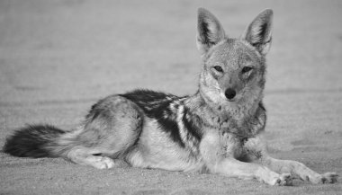 Namibya çölünde vahşi tilki