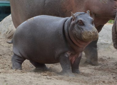 Hippopotamus yavrusu (