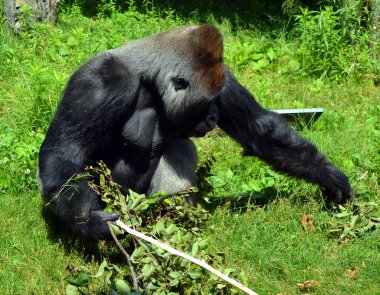 Gümüş sırtlı goriller, Orta Afrika ormanlarında yaşayan çoğunlukla otobur maymunlardır. Gorillerin DNA 'sı insanlarınkine çok benzer,% 9599 oranında.