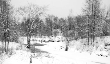 Kışın karlı orman manzarası    