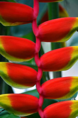 Heliconia rostrata (ayrıca ıstakoz pençesi veya sahte cennet kuşu olarak da bilinir) Peru, Bolivya, Kolombiya, Kosta Rika ve Ekvador 'da yaşayan ve Porto Riko' da yaşayan bir bitki türü..