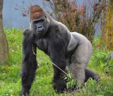 Goriller, Orta Afrika ormanlarında yaşayan, çoğunlukla otobur maymunlardır. Gorillerin DNA 'sı insanlarınkine çok benzer,% 9599 oranında. 