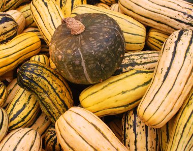 Çiftçi pazarında yeni toplanmış renkli kabaklar ve kabaklar sergileniyor.