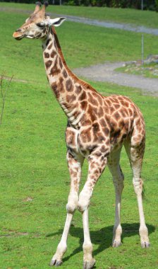 Zürafa, Afrika 'da yaşayan tek ayak parmaklı tek ayaklı bir memelidir. Karada yaşayan en uzun hayvan türü ve en büyük geviş getiren hayvan türüdür..
