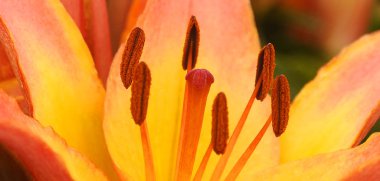 Bir lale çiçeğine yaklaş.