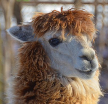 Alpaca, Güney Amerika kamelyasının evcil bir türüdür. Görünüşte küçük bir lama gibi görünüyor. Alpakalar Güney Peru And Dağları 'nın eteklerinde otlayan sürüler halinde tutuluyor.