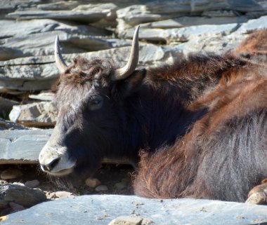 Tibet öküzü, Orta Asya 'nın güneyindeki Himalaya bölgesinde, Tibet Platosu' nda ve Moğolistan ve Rusya 'ya kadar uzanan bölgede bulunan uzun saçlı bir bovid türüdür..