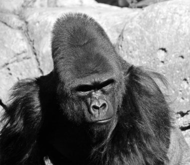 Goriller var olan en büyük primat türüdür. Onlar, Orta Afrika ormanlarında yaşayan, çoğunlukla otobur maymunlardır..