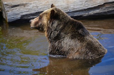 Boz ayı, ya da boz ayı olarak da bilinen, genellikle Kuzey Amerika 'nın batısındaki dağlarda yaşayan kahverengi ayıların bir alt türüdür..