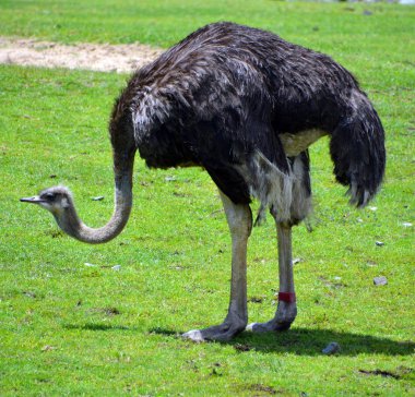 Devekuşu, Afrika 'ya özgü bir ya da iki büyük uçamayan kuş türüdür ve Struthio cinsinin yaşayan tek üyesidir..