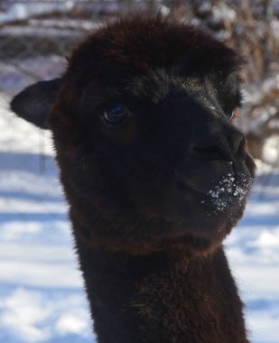 Alpaca, Güney Amerika kamelyasının evcil bir türüdür. Görünüşte küçük bir lama gibi görünüyor. Alpakalar Güney Peru And Dağları 'nın eteklerinde otlayan sürüler halinde tutuluyor.