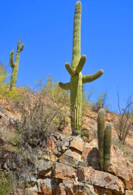 Saguaro Ulusal Parkı, Arizona 'nın güneydoğusundaki Pima County Tucson' da Sonoran Çölü manzaraları, fauna ve flora 'da bulunan bir ulusal parktır..
